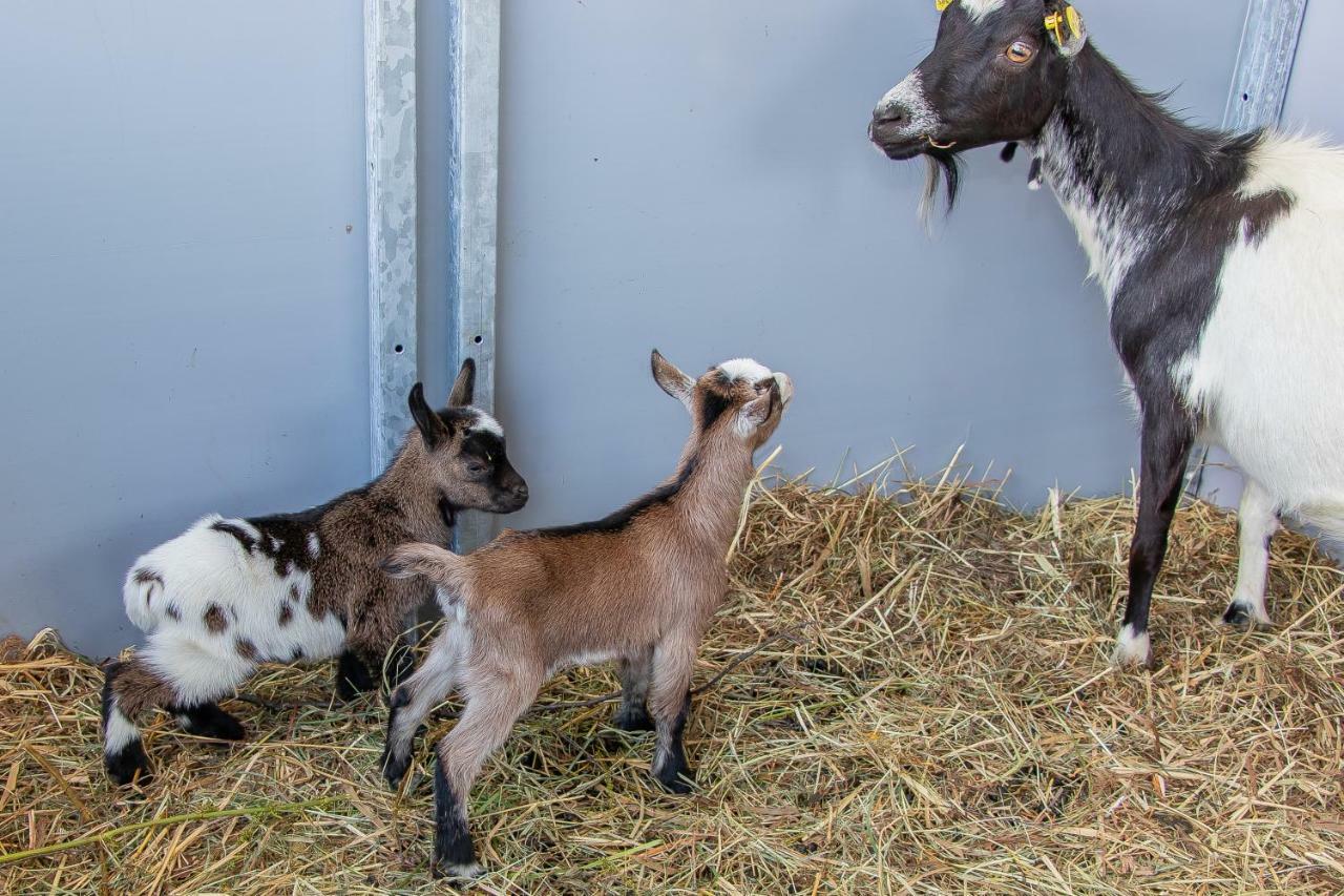 Ferienwohnung Palfengut Altenmarkt im Pongau Exterior foto